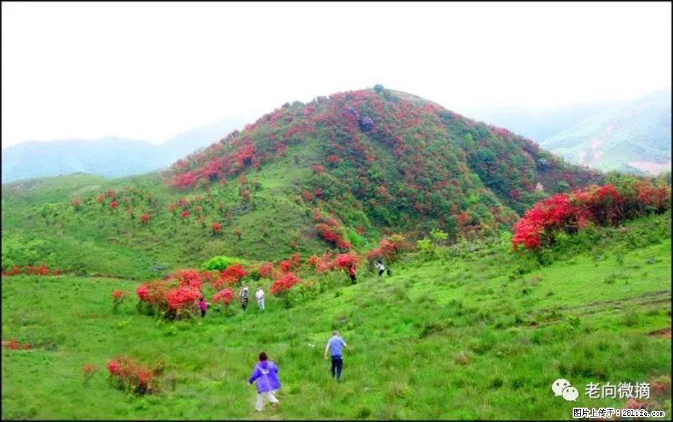 【春天,广西桂林灌阳县向您发出邀请!】宝盖山上映山红 - 游山玩水 - 咸宁生活社区 - 咸宁28生活网 xianning.28life.com