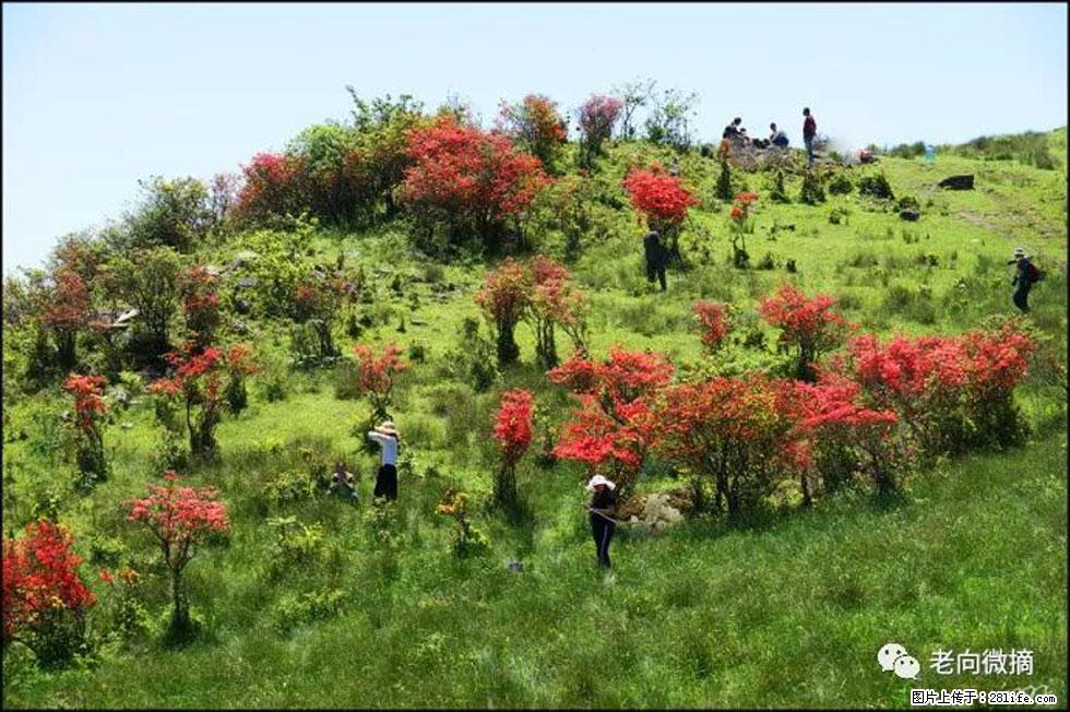 【春天,广西桂林灌阳县向您发出邀请!】宝盖山上映山红 - 游山玩水 - 咸宁生活社区 - 咸宁28生活网 xianning.28life.com