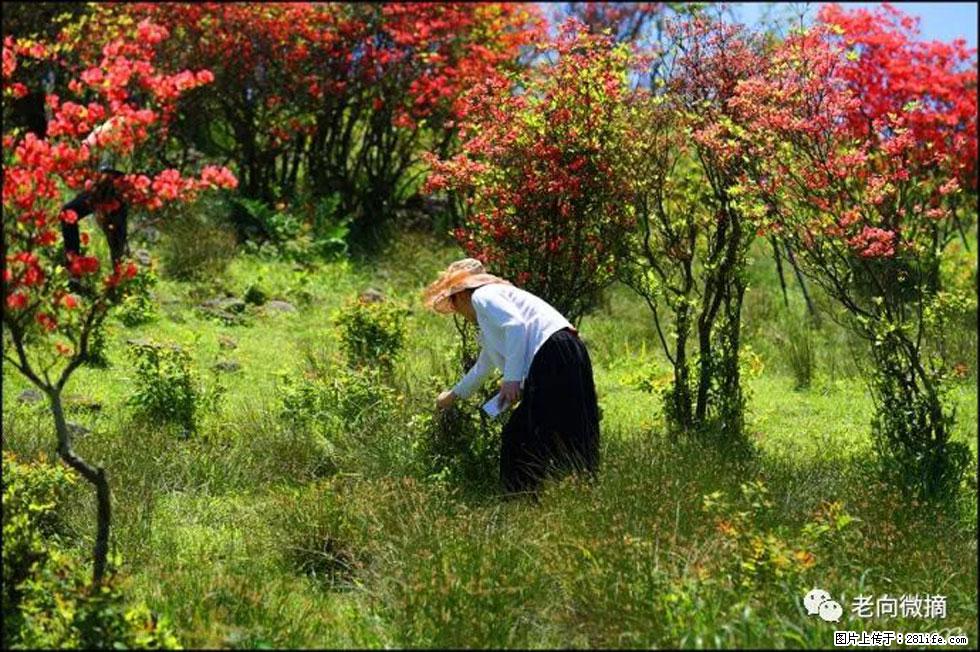 【春天,广西桂林灌阳县向您发出邀请!】宝盖山上映山红 - 游山玩水 - 咸宁生活社区 - 咸宁28生活网 xianning.28life.com