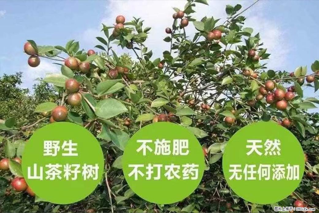 【灌阳县油茶产业示范区】一个有着充实的精神生活的人,对待身外之物自会有一种淡泊的态度 - 土特产 - 饮食特产 - 咸宁分类信息 - 咸宁28生活网 xianning.28life.com