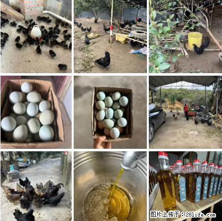 油茶园从小鸡仔开始养起的纯土鸡、土鸡蛋可以预定啦!还有前几天刚榨的纯山茶油哦 - 美食天地 - 咸宁生活社区 - 咸宁28生活网 xianning.28life.com