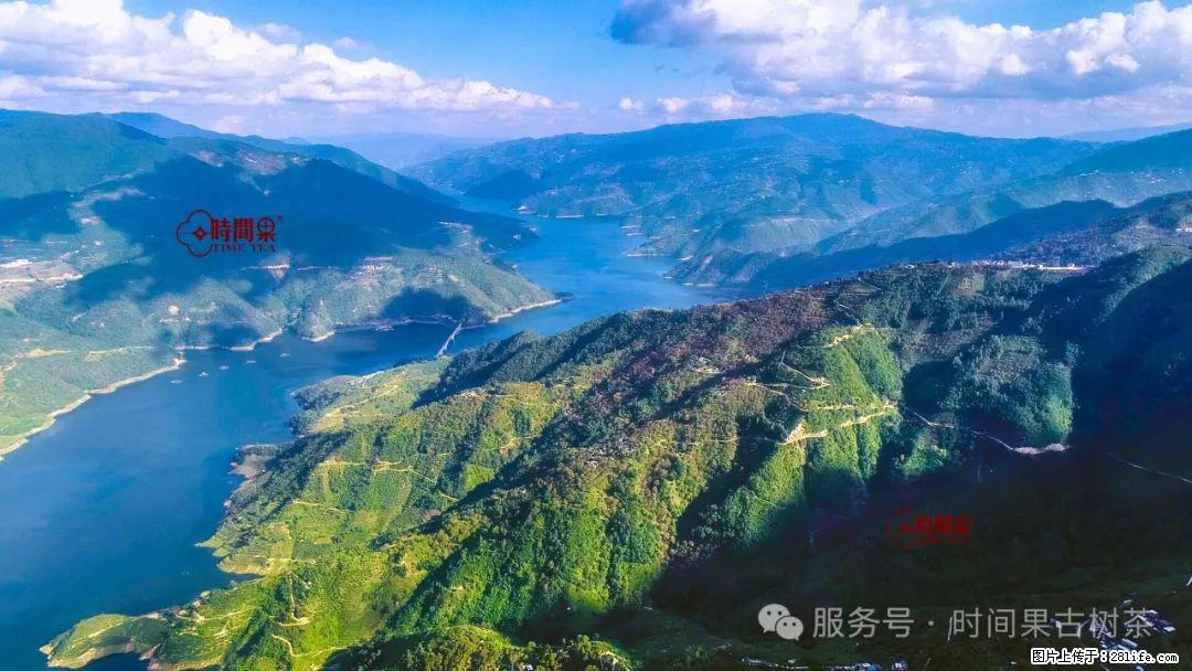 时间果百年古树龙珠普洱生茶 - 购物交流 - 咸宁生活社区 - 咸宁28生活网 xianning.28life.com