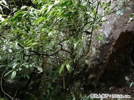 平乐石崖茶,珍贵仅次于金花茶 - 咸宁生活资讯 - 咸宁28生活网 xianning.28life.com