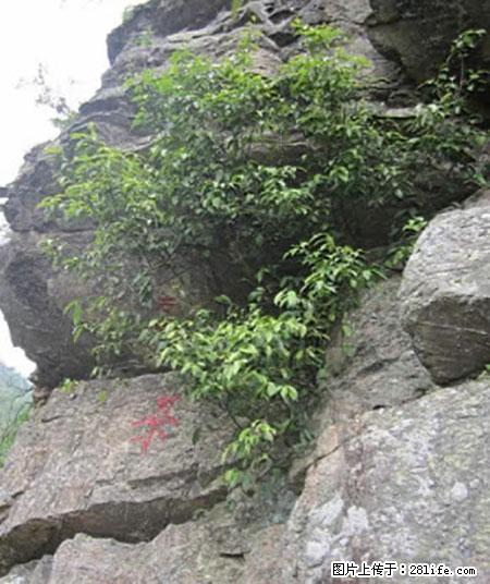 平乐石崖茶,珍贵仅次于金花茶 - 咸宁生活资讯 - 咸宁28生活网 xianning.28life.com