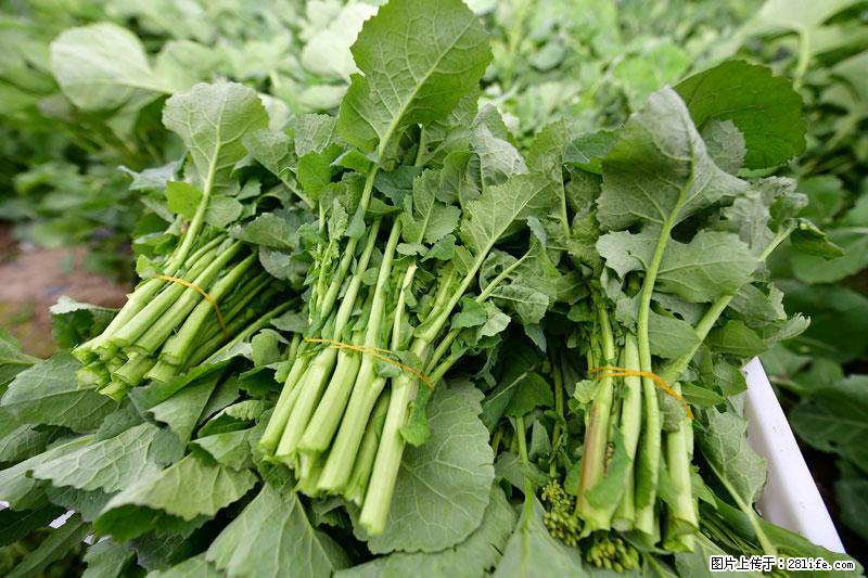这些蔬菜是“天然钙片”，这6种被医生重点推荐 - 咸宁生活资讯 - 咸宁28生活网 xianning.28life.com